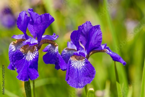 Fototapeta Naklejka Na Ścianę i Meble -  Close up of purple Iris flowers on a green background