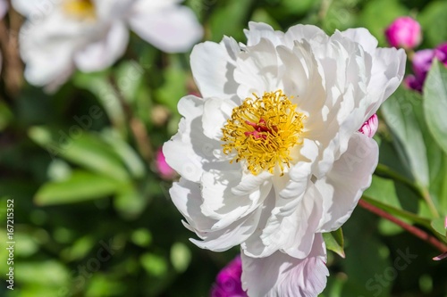 White rose with yellw petals