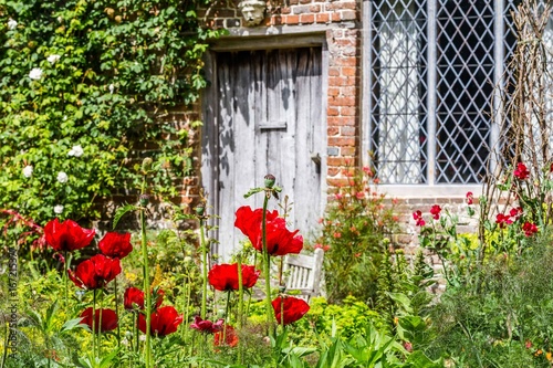 Old British poppy garden during spring in Sussex, England photo