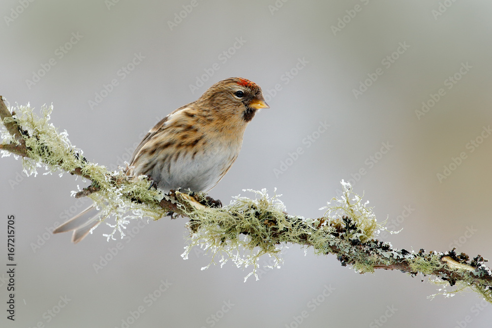 Fototapeta premium Songbird in the nature habitat. Garden bird Common Linnet, Carduelis cannabina, songbird sitting on the nice lichen tree branch, Czech. Bird in nature. Spring tit with beautiful morning light.