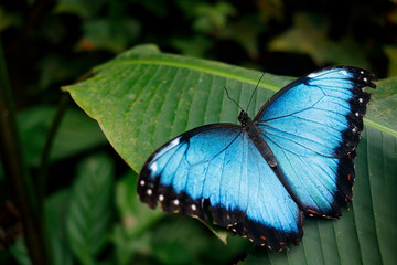 Poster Vlinder Blauwe vlinder uit Mexico tropisch  © ondrejprosicky