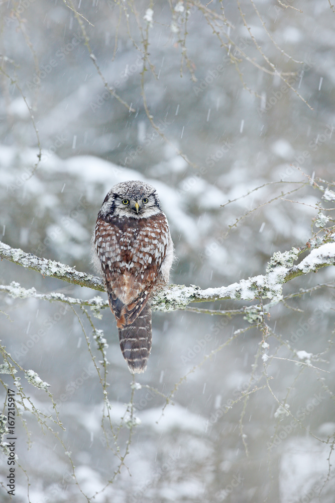 Obraz premium Winter with owl. Owl from Sweden. Hawk Owl sitting on the larch in cold snow winter. Wildlife scene from nature. Snowy habitat and bird.