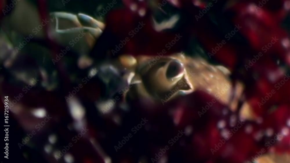 Crab hios underwater in search of food on seabed of White Sea Russia. Unique macro video close up. Predators of marine life on background of pure and transparent water stones. Crab hios underwater in search of food on seabed of White Sea Russia. Unique macro video close up. Predators of marine life on background of pure and transparent water stones.