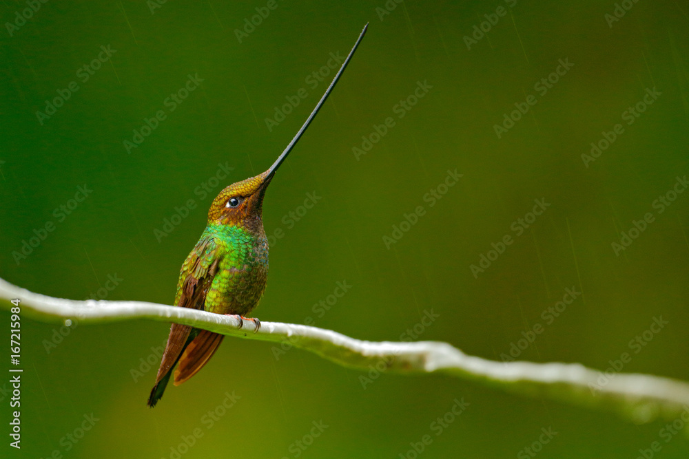 Bird with longest beak. Swordbilled hummingbird, Ensifera ensifera