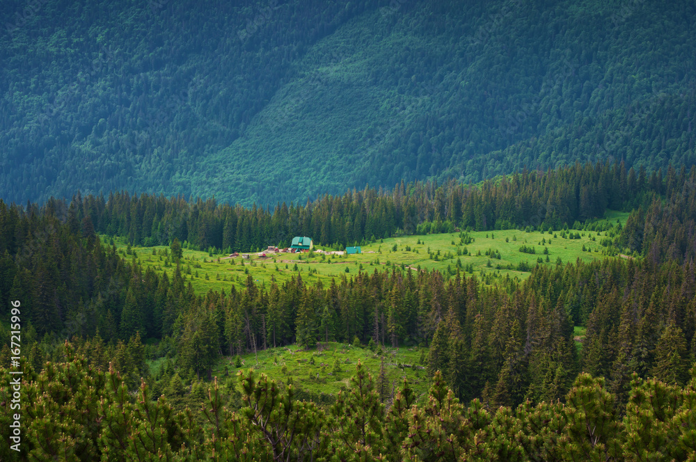 Obraz premium Closeup of one hut on a green meadow in the valley among majestic green hills covered in lush grass and pine forest. Summer day in June. Marmarosh, Carpathian mountains, Ukraine