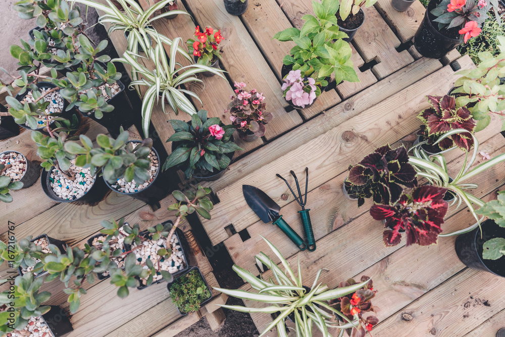Φωτογραφία top view of hand trowel and hand rake among arranged flowers and plants on woode