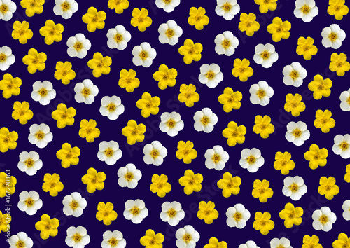 Yellow and white flowers on a blue background