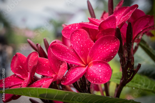 Photography Pink frangipani glistening with water dropplets after a tropical Storm