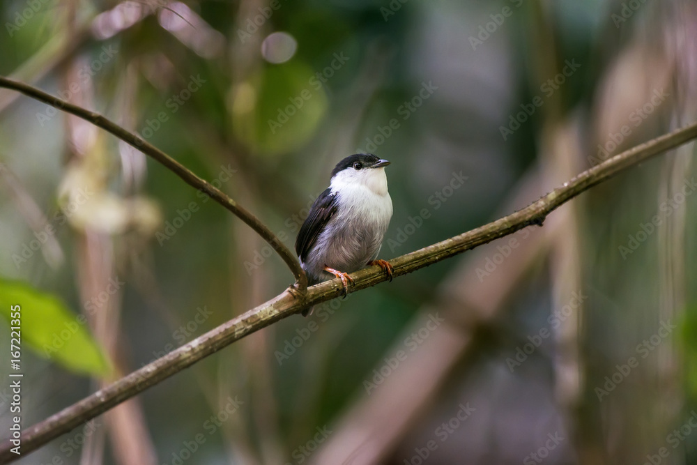Rendeira (Manacus manacus) | White-bearded Manakin Rendeira (Manacus manacus) | White-bearded Manakin