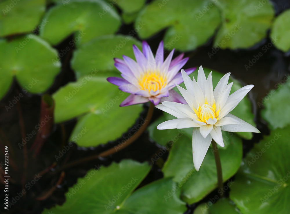 purple and white lotus flower.