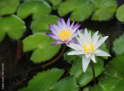 purple and white lotus flower.