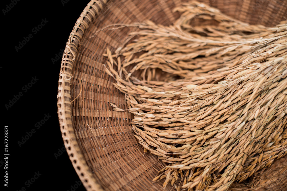 Brown paddy rice closed up background