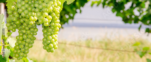 Grapes in Front of Lake