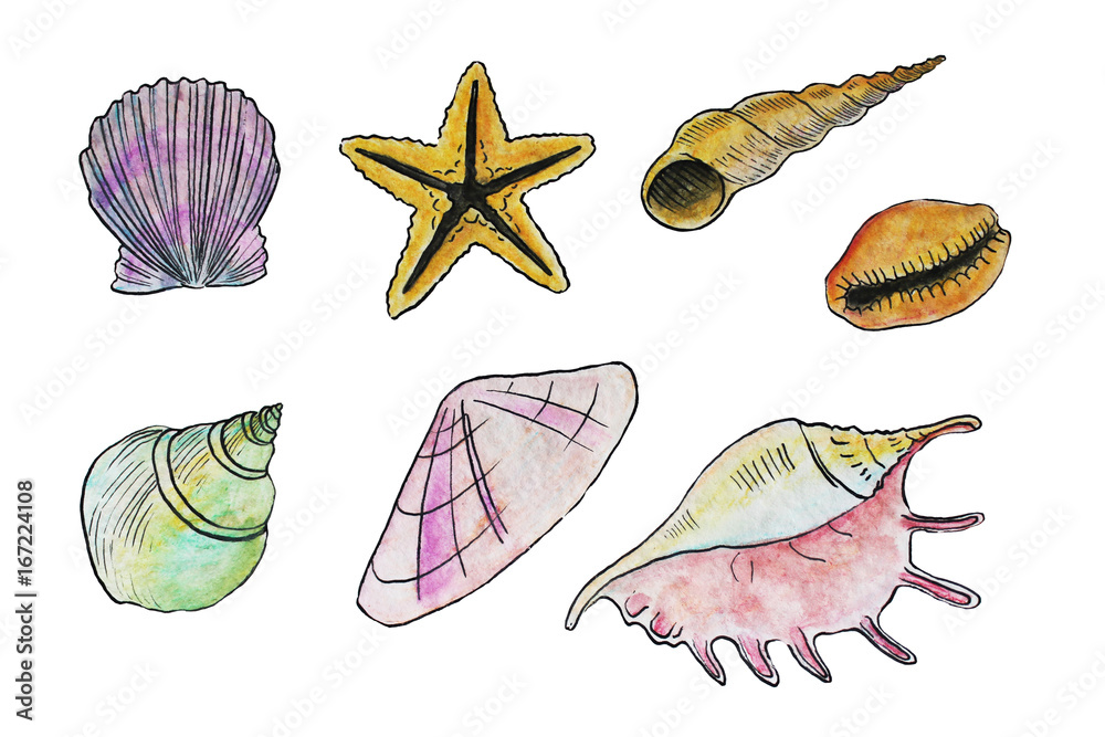 Seashells set watercolor illustration