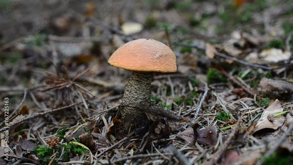 We cut off mushrooms in the wood. Mushroom Leccinum scabrum. We cut off mushrooms in the wood. Mushroom Leccinum scabrum.