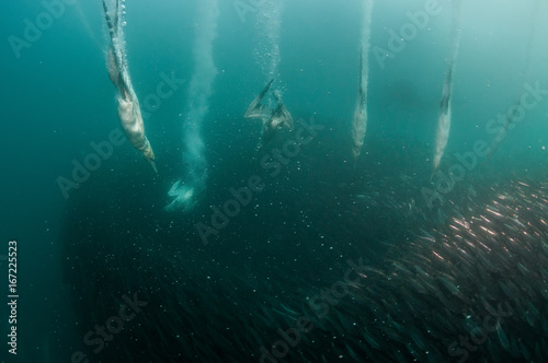 Cape gannets diving into a sardine bait ball during the sardine run, South Africa photo