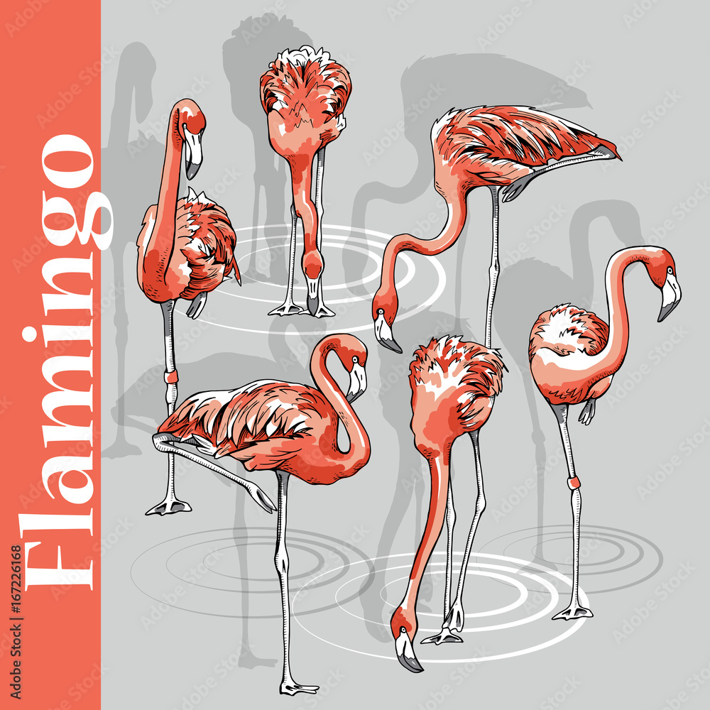 Fototapeta premium Set of a pink Flamingo. Vector illustration.