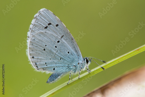 Holly blue (Celastrina argiolus) at rest on grass. Female British insect in the family Lycaenidae nectaring with underside visible photo