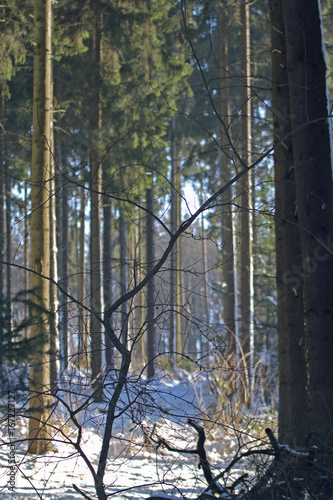 Winter-Wald