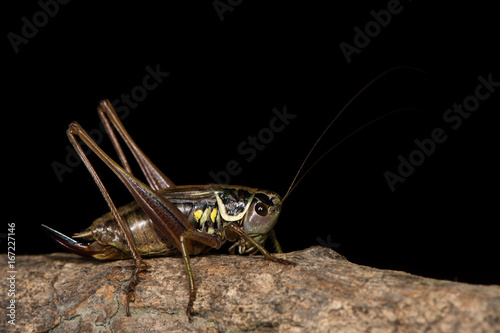 Roesel's bush cricket (Metrioptera roeselii) against black. Adult female British cricket in the family Tettigoniidae, order Orthoptera, on branch against black