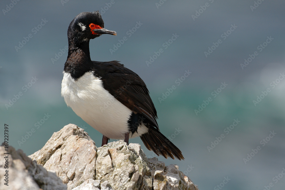 Fototapeta premium Rock Shag, Phalacrocorax magellanicus, black and white cormorant with red bill siting on the stone, Falkland Islands. Wildlife scene from nature.