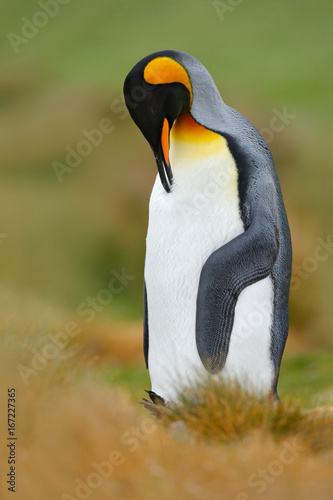 Penguin cleaning plumage. King penguin, Aptenodytes patagonicus sitting in grass with tilted head, Falkland Islands. Bird with blue sky, summer day. Beautiful animal in the grass.
