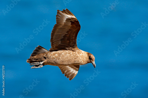 Skua flight. Brown skua, Catharacta antarctica, water bird flying above the sea., evening light, Argentina. Bird fly with blue ocean in the background.