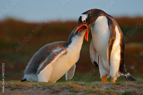 Feeding scene, wildlife scene from nature. Young gentoo penguin beging food beside adult gentoo penguin, Falkland Islands. Penguins in the grass. Young gentoo with parent. Open penguin bill.