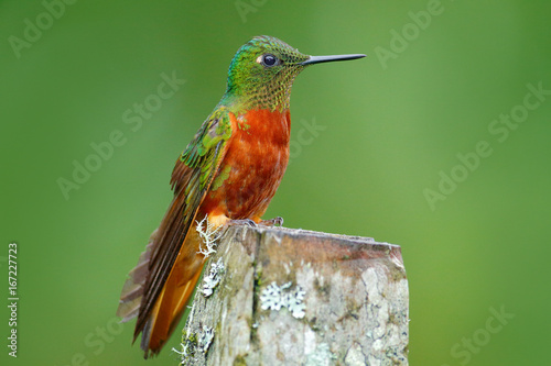 Hummingbird Chestnut-breasted Coronet, Boissonneaua matthewsii in the forest. Hummingbird from Peru clouds forest. Bird sitting on trunk. Bird from Peru. Orange and green bird in the forest. photo