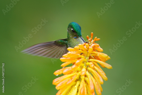 Bird sucking nectar. Hummingbird Long-tailed Sylph eating nectar from beautiful yellow strelicia flower in Ecuador. Flower with hummingbird. photo