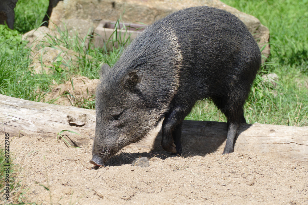 peccary peccary
