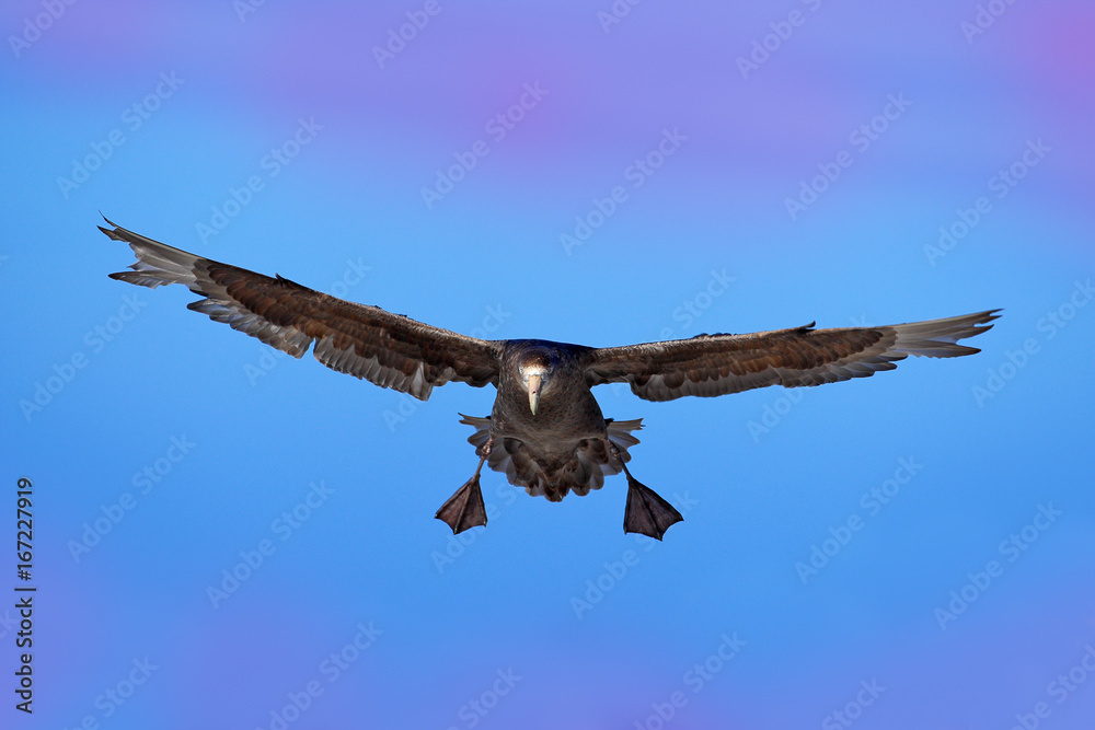 Flying bird. Bird in flight. Giant petrel, big sea bird on the sky. Bird in the nature habitat. Sea bird from Sea Lion Island, Falkland Island. Action scene on the sky. Blue pink evening sky. Flying bird. Bird in flight. Giant petrel, big sea bird on the sky. Bird in the nature habitat. Sea bird from Sea Lion Island, Falkland Island. Action scene on the sky. Blue pink evening sky.