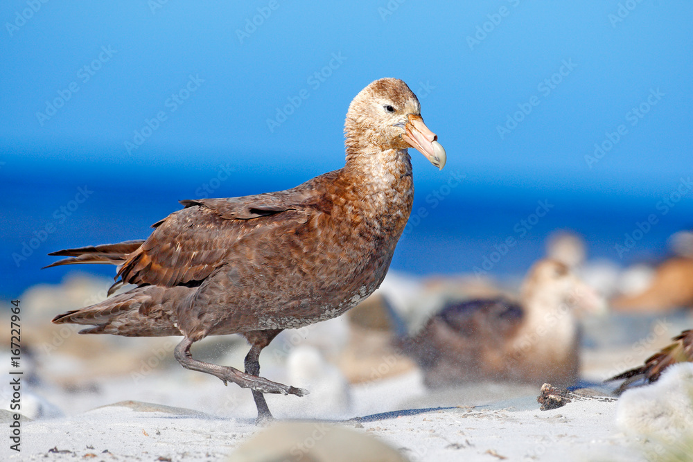 Giant petrel, Macronetes giganticus = giganteus, big sea bird with young in the nest. Bird in the nature habitat. Bird sitting in the white sand beach. Sea Lion Island, Falkland Island. Bird in sand.