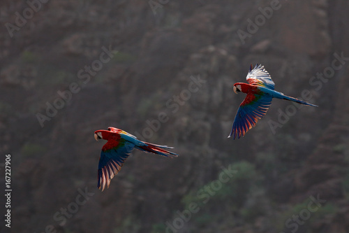 Red-and-green Macaw, Ara chloroptera, in the dark green forest habitat. Beautiful macaw parrot from Amazon, Peru. Bird in flight. Action wildlife scene from South America. Two big parrot in fly.