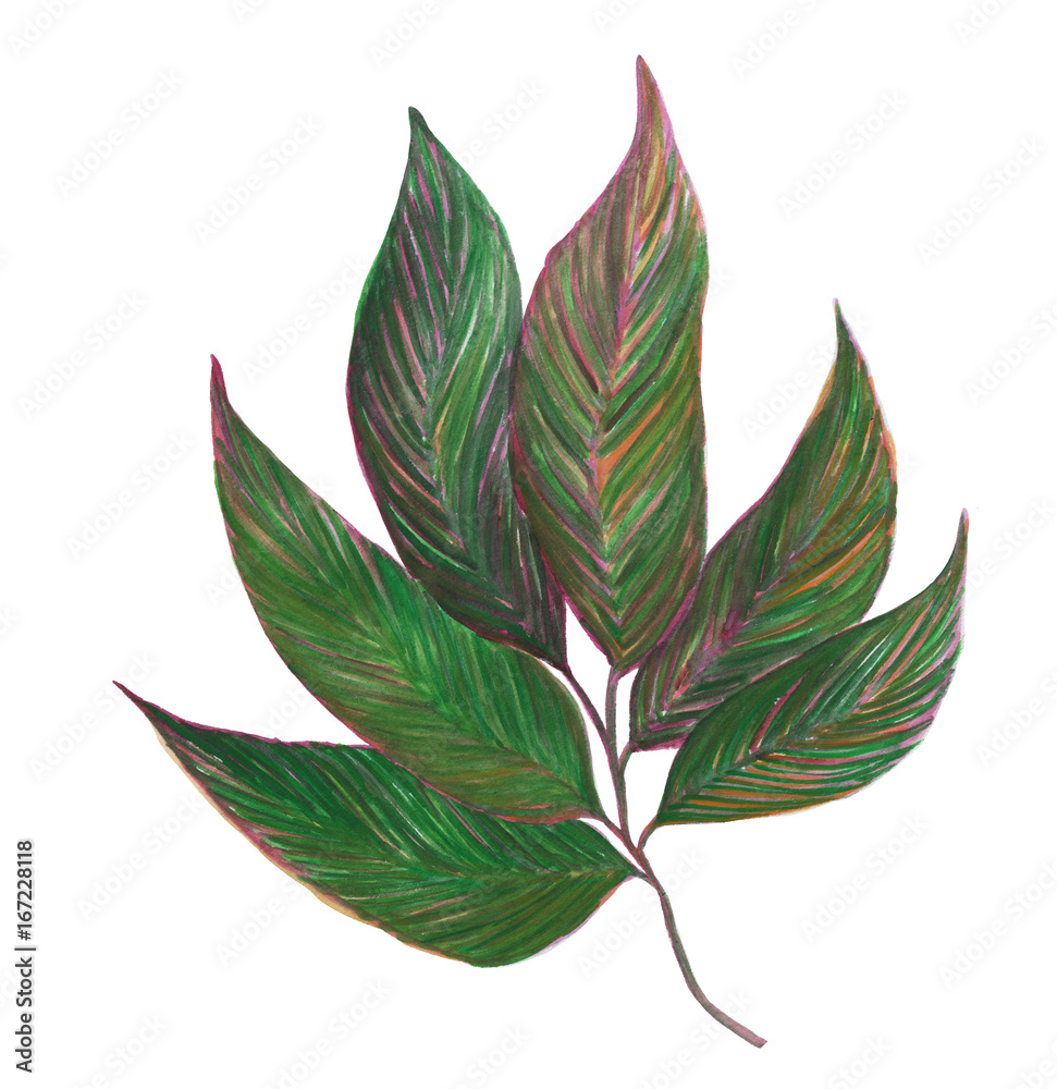 custom made wallpaper toronto digitalWatercolor painting tropical leaves set