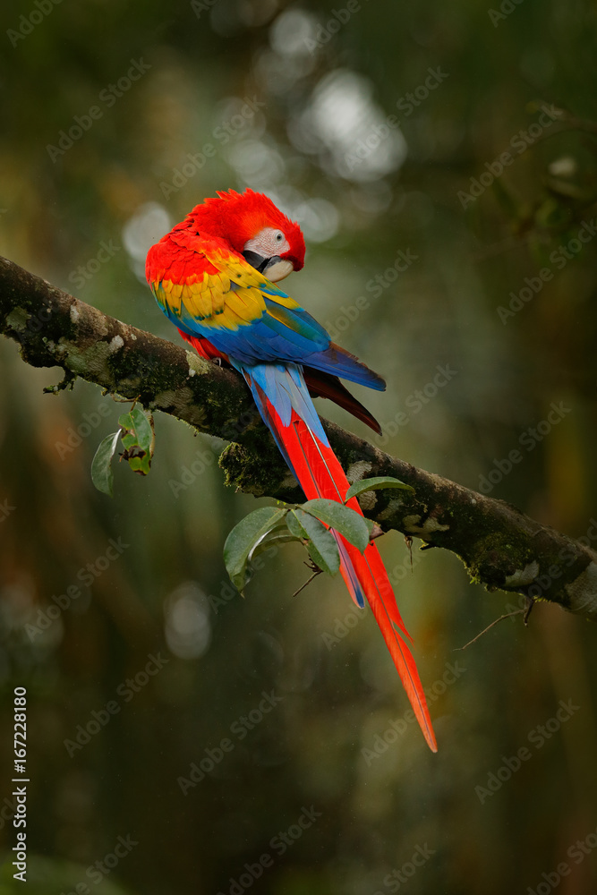 Naklejka premium Czerwona papuga Scarlet Ara, makaka ara, w zielonym lesie tropikalnym, Kostaryka, scena dzikiej przyrody z tropikalnej przyrody. Dzika przyroda w Kostaryce. Podróżuj po Ameryce Środkowej. Ara w zielonej roślinności.