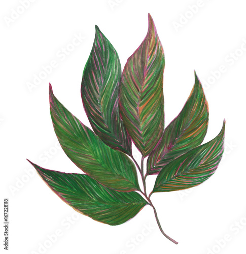 Wallpaper Mural Watercolor painting tropical leaves set Torontodigital.ca