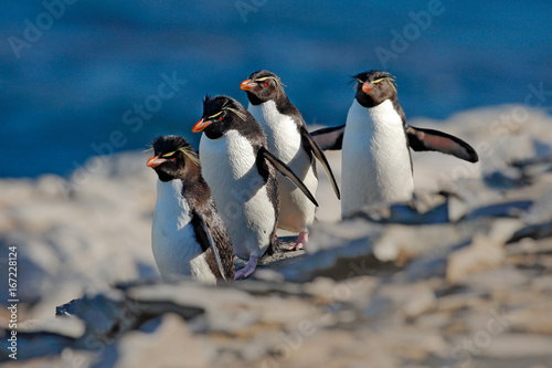 Rockhopper penguin, Eudyptes chrysocome, with blurred dark blue sea in background, Sea Lion Island, Falkland Islands. Wildlife animal scene from nature. Bird on the Rock. Four penguins run on the rock