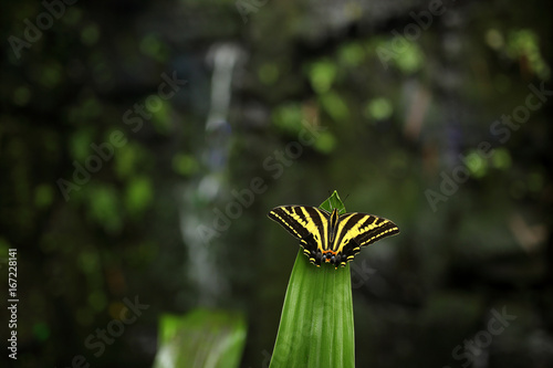 Butterfly with waterfall. Butterfly Papilio pilumnus, in the nature green forest habitat, South of USA, Arizona. Butterfly sitting on the green leave. Insect, beautiful black and yellow butterfly. photo