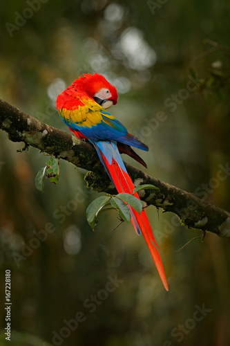 Red parrot Scarlet Macaw, Ara macao, in green tropical forest, Costa Rica, Wildlife scene from tropic nature. Wildlife in Costa Rica. Travel in Central America. Macaw in green vegetation.