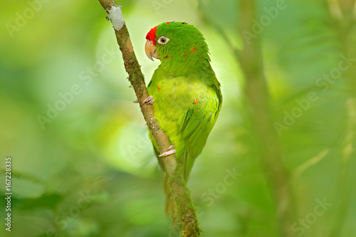 Crimson-fronted Parakeet, Aratinga funschi, portrait of light green parrot with red head, Costa Rica. Portrait of bird. Wildlife scene from tropic nature. Parrot from Costa Rica. Parakket in habitat.