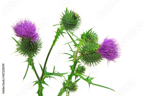 Blüten der Kratzdistel (Cirsium vulgare) isoliert vor weiß