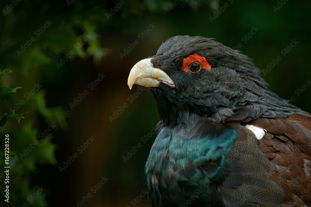 Capercaillie, Tetrao urogallus, on the moss stone in pine tree forest, nature habitat, Sweden. Dark bird Western Capercaillie, detail portrait. Close-up portrait of bird from Sweden. Capercaillie, Tetrao urogallus, on the moss stone in pine tree forest, nature habitat, Sweden. Dark bird Western Capercaillie, detail portrait. Close-up portrait of bird from Sweden.