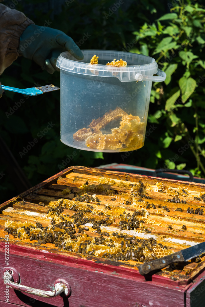 The beekeeper puts honeycomb into a bucket The beekeeper puts honeycomb into a bucket