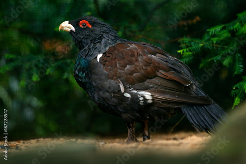 Wallpaper Mural Capercaillie, Tetrao urogallus, on the moss stone in pine tree forest, nature habitat, Norway. Dark bird Western Capercaillie, detail portrait. Close-up portrait of bird from Norway. Torontodigital.ca