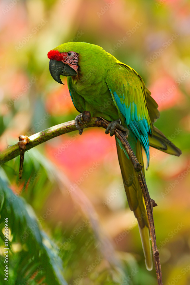 Fototapeta premium Great-green Macaw, Ara ambigua. Wild rare bird in the nature habitat. Green big parrot sitting on the branch. Parrot from Costa Rica. Wild parrot bird, green and pink flower habitat.