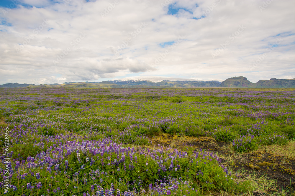 Lovely view of blooming green field , Iceland, Europe Lovely view of blooming green field , Iceland, Europe
