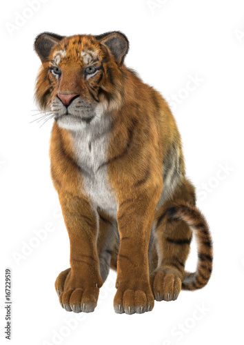 Fototapeta Naklejka Na Ścianę i Meble -  3D Rendering Big Cat Tiger on White