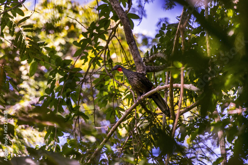 Jacupemba (Penelope superciliaris) | Rusty-margined Guan photo