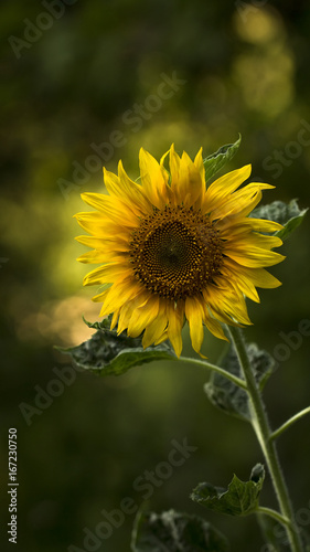 Fabulous sunflower on a dark green background with bokeh, natural mysterious background